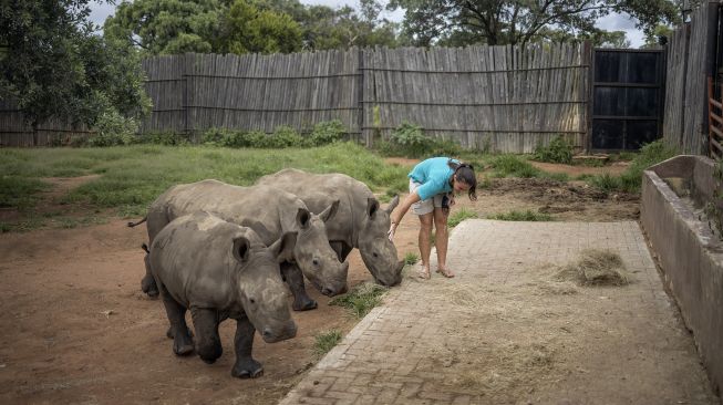 Penjaga Zanré Van Jaarsveld (26) berjalan dengan tiga anak badak di The Rhino Orphanage, di lokasi yang dirahasiakan dekat Mokopane, provinsi Limpopo,  Afrika Selatan, pada (9/1/2021). [Michele Spatari / AFP]