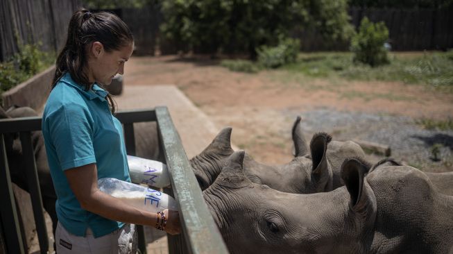 Penjaga Zanré Van Jaarsveld (26) memberi anak badak susu di The Rhino Orphanage, di lokasi yang dirahasiakan dekat Mokopane, provinsi Limpopo,  Afrika Selatan, pada (9/1/2021). [Michele Spatari / AFP]