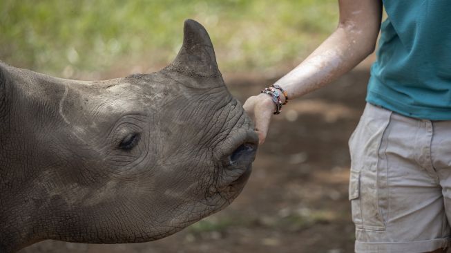 Penjaga Zanré Van Jaarsveld (26) membelai anak badak di The Rhino Orphanage, di lokasi yang dirahasiakan dekat Mokopane, provinsi Limpopo,  Afrika Selatan, pada (9/1/2021). [Michele Spatari / AFP]