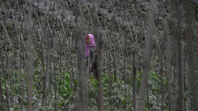 Petani membersihkan debu vulkanik letusan Gunung Semeru yang menempel pada tanaman di kebun miliknya di Desa Wonoagung, Lumajang, Jawa Timur, Minggu (17/1/2021). [ANTARA FOTO/Zabur Karuru]
