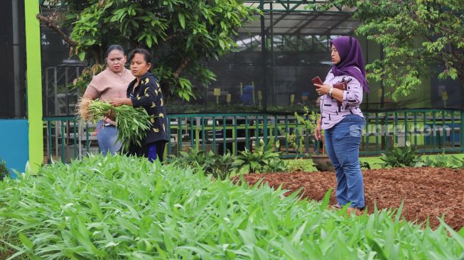 Warga memanen sayur saat berwisata di Agro Wisata Ragunan, Jakarta Selatan, Minggu (17/1/2021). [Suara.com/Alfian Winanto]