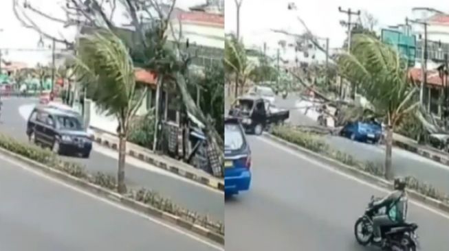 Detik-detik Pohon Roboh Timpa Pemobil Bikin Ngeri, Pengendara Wajib Waspada