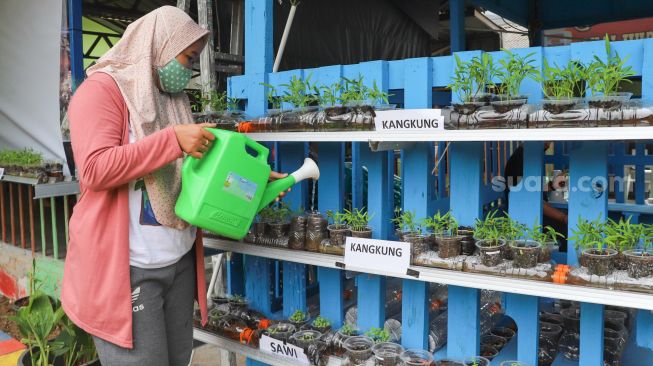 Warga membudidayakan tanaman hidroponik di Kampung Tangguh Jaya, Penggilingan, Cakung, Jakarta Timur, Minggu (17/1/2021). [Suara.com/Alfian Winanto]