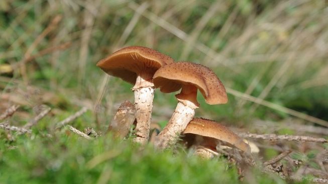 Menyuntikkan Teh Magic Mushroom, Darah Pria Ini Justru Ditumbuhi Jamur