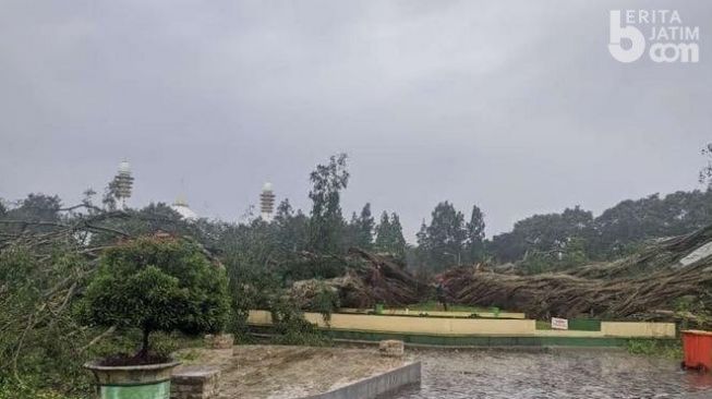 Pohon Beringin Berusia Ratusan Tahun di Alun-Alun Lumajang Terbelah Tiga