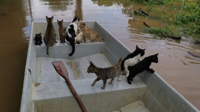 Kucing terjebak banjir (Facebook/)