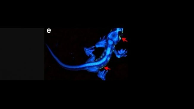 Tokek bersinar dalam gelap, Pachydactylus rangei. [Nature.com]