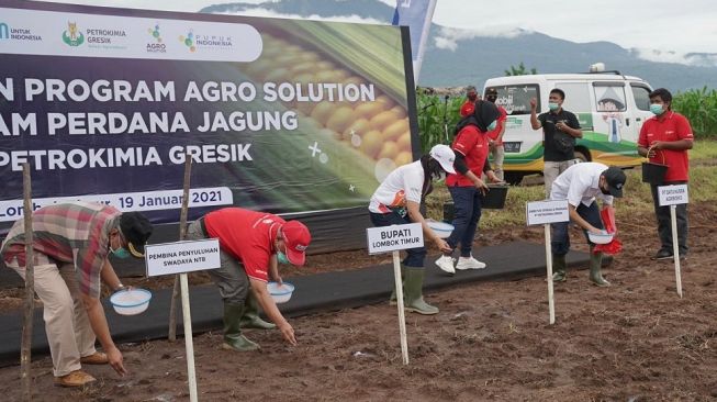 Petrokimia Gresik Tanam Jagung Perdananya di Lombok Timur NTB