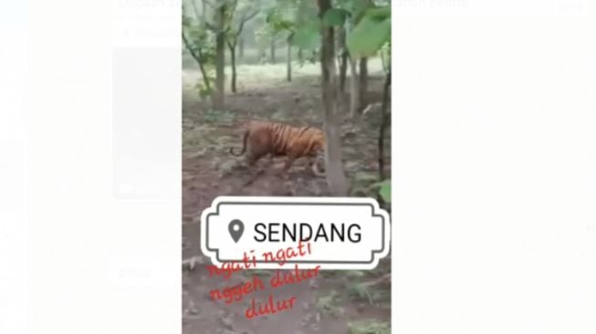 Bidik layar video pendek berisi gambar penampakan harimau yang berjalan di tengah hutan Jati. ANTARA/HO