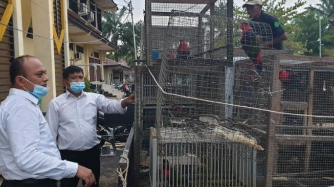 Polisi Sita 15 Ekor Burung Kasturi di Mempawah