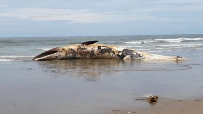 Paus Terdampar di Pantai Batubelig, Tubuh Hancur Membusuk