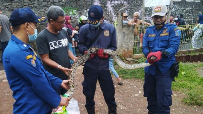 Petugas Dinas Damkar dan Penyelamatan Tangsel mengamankan ular sanca sepanjang tiga meter di salah satu rumah warga di Jombang, Ciputat, Kamis (21/1/2021). [Ist]