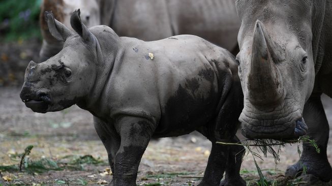 Anak Badak Putih (Ceratotherium simum) bernama Azsyifa makan bersama induknya di areal kandang Taman Safari Indonesia, Cisarua, Bogor, Jawa Barat, Jumat (22/1/2021). [ANTARA FOTO/Wahyu Putro]