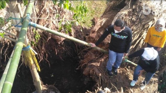 Setelah Tumbang Tiga Bagian, Bupati Lumajang Tanam Pohon Beringin Baru