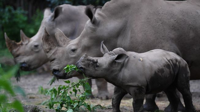 Anak Badak Putih (Ceratotherium simum) bernama Azsyifa makan bersama induknya di areal kandang Taman Safari Indonesia, Cisarua, Bogor, Jawa Barat, Jumat (22/1/2021). [ANTARA FOTO/Wahyu Putro]