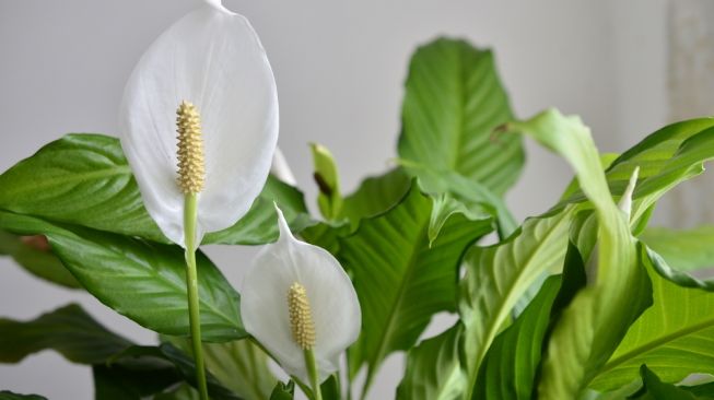 Tanaman Peace Lily. (Shutterstock)