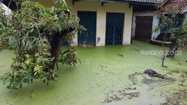 Ngeri! Banjir Berwarna Hijau Rendam Permukiman di Kota Pekalongan