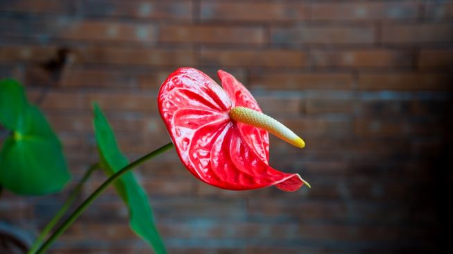 Bunga Anthurium. (Shutterstock)