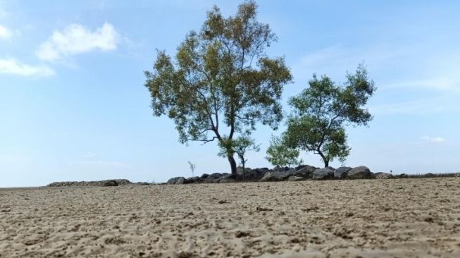 Hamparan pasir dan tampak pohon rindang yang berada di kawasan pantai Selat Baru / [Foto SuaraRiau.id / Dok Panji Ahmad Syuhada]