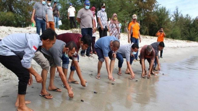 Seratusan Penyu Dilepas ke Alam Bebas di Pantai Binasi Tapanuli Tengah