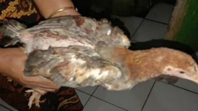 Geger Bansos Ayam Hidup di Cianjur, Sampai Rumah Udah Jadi Bangkai