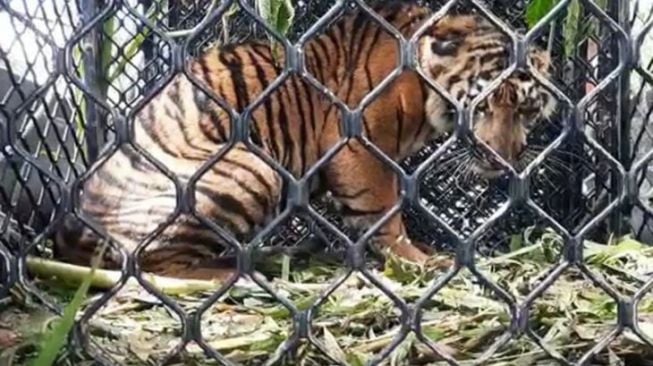 Sembuh, Anak Harimau 'Danau Putra' Dilepasliarkan ke TNGL