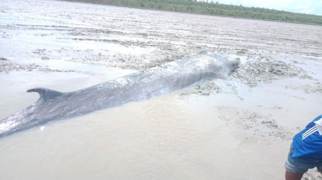 Ikan paus yang terjebak lumpur, warga menghalaunya kembali ke laut [dok. kominfo]