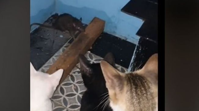 "Kesasar" di Kandang Kucing, Tikus Terpojok Ini Bikin Warganet Ngakak
