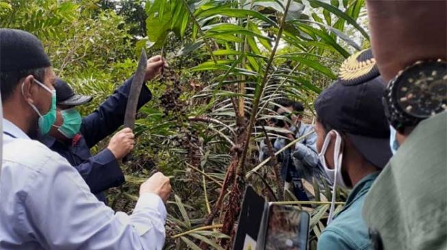 Hari Ozon Sedunia, Kelompok Petani Jernang di Riau Dapat Penghargaan