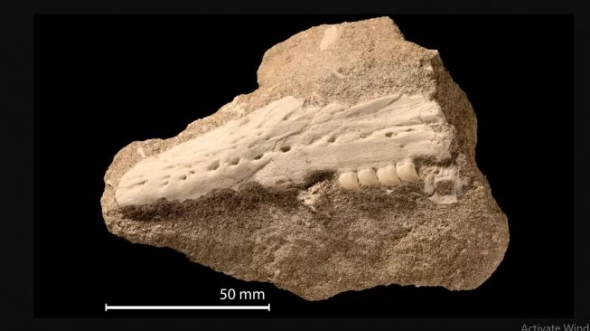 Fosil reptil laut, Xenodens calminechari. [Livescience]