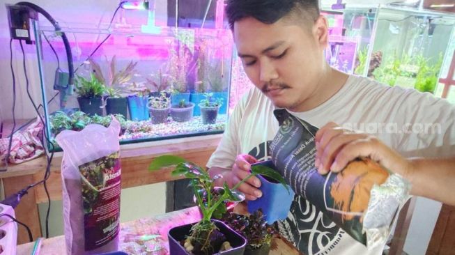 Pandemi Covid-19, Guru di Pati Banting Stir Jadi Petani Aquascape