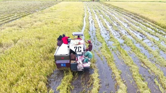 Menilik Desa Nusantara, dari Operasi Ganesha hingga Panen Raya Lahan Gambut