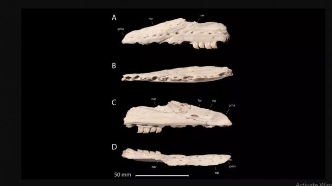 Fosil reptil laut, Xenodens calminechari. [Livescience]