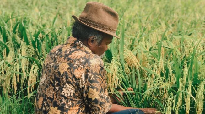 Mbah Imam, petani Nusantara tengah panen raya [dok. walhi]