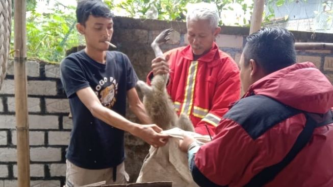 Monyet Resahkan Warga Ditangkap, Begini Caranya