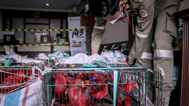 Karantina Pertanian Makassar Wilayah Kerja Pelabuhan Laut Soekarno Hatta menggagalkan penyelundupan Burung Nuri Merah dan Burung Nuri Pelangi asal Namlea, Maluku, Jumat (29/1/2021) / [Foto Karantina Pertanian Makassar]