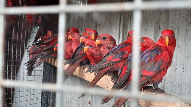 Cantiknya Ratusan Burung Nuri Ini, Ternyata Selundupan