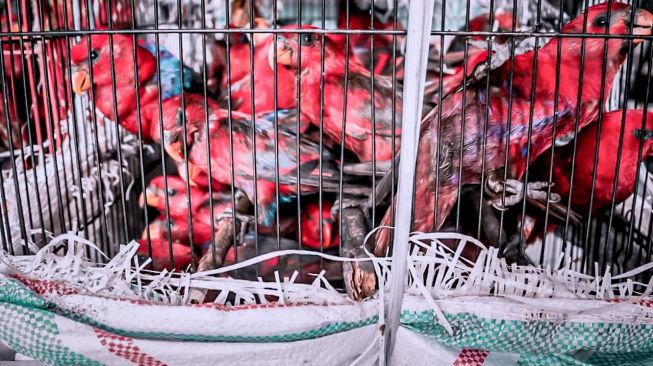 Karantina Pertanian Makassar Wilayah Kerja Pelabuhan Laut Soekarno Hatta menggagalkan penyelundupan Burung Nuri Merah dan Burung Nuri Pelangi asal Namlea, Maluku, Jumat (29/1/2021) / [Foto Karantina Pertanian Makassar]