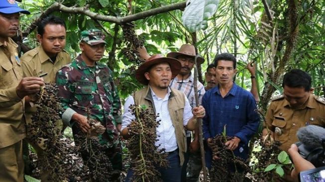 Perkenalkan Buah Jernang yang Nilai Ekonominya Lebih Tinggi dari Sawit