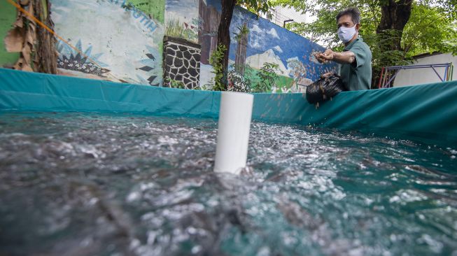 Warga memberikan pakan ikan lele yang disediakan gratis untuk keluarga yang terpapar COVID-19 di Kampung Tangguh Jaya RW 9, Johar Baru, Jakarta Pusat, Sabtu (30/1/2021). [ANTARA FOTO/Aditya Pradana Putra]