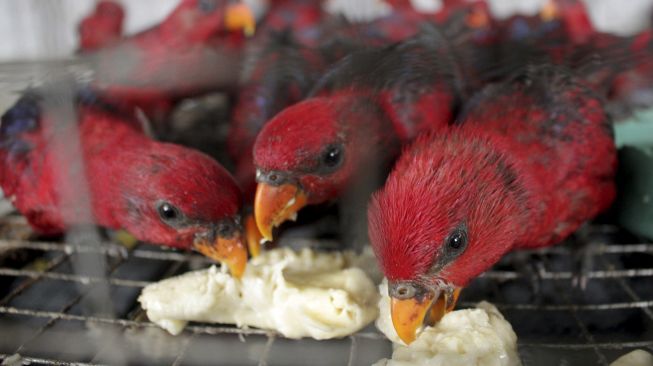 Sejumlah burung Nuri Merah Maluku (Eos Bornea) berada dalam kandang transit Balai Besar Konservasi Sumber Daya Alam (BBKSDA) Sulsel di Makassar, Sulawesi Selatan, Jumat (29/1/2021). [ANTARA FOTO/Arnas Padda]