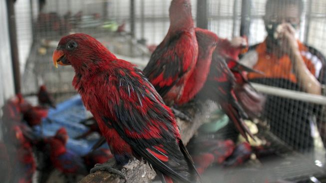 Petugas memberi makan burung Nuri Merah Maluku (Eos Bornea) di dalam kandang transit Balai Besar Konservasi Sumber Daya Alam (BBKSDA) Sulsel, Makassar, Sulawesi Selatan, Jumat (29/1/2021). [ANTARA FOTO/Arnas Padda]