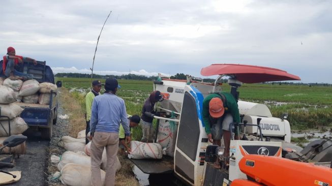 Ratusan Hektare Padi di Kawasan Food Estate Pulang Pisau Siap Dipanen