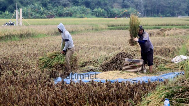 Distan Jatim Pastikan Kemarau Tak Pengaruhi Produksi Beras