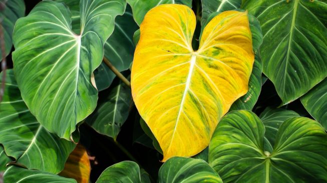 Tanaman Heart Leaf Philodendron. (Shutterstock)