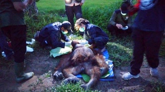 BKSDA Selamatkan Orang Utan Masuk Kampung, Ada Luka Bacok di Kepala