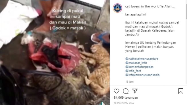 Viral Video Wanita Pukuli Kucing sampai Mati, Ngaku Dagingnya Mau Direbus