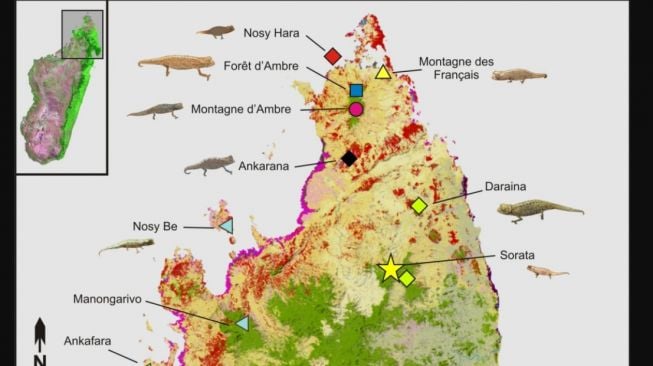 Penemuan reptil terkecil di dunia, Brookesia nana. [Science Report]