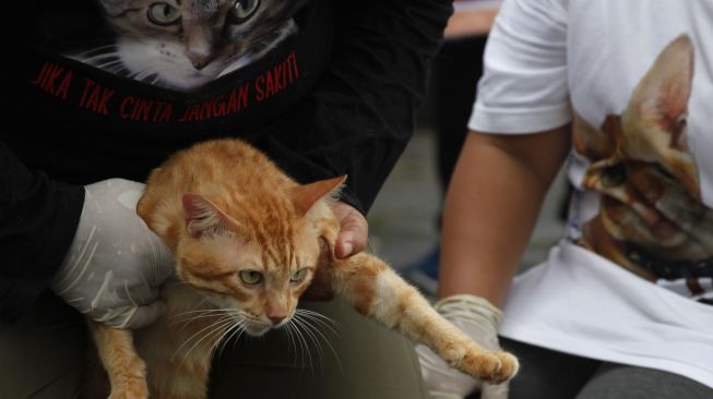 Ratusan Kucing Korban Gempa Sulbar Alami Muntah, Diare, dan Ketakutan