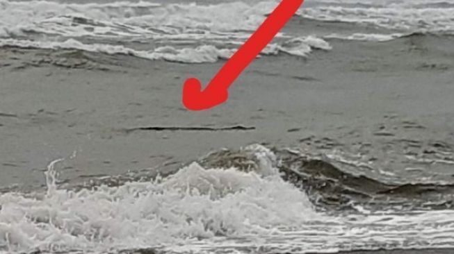 Geger Buaya Muncul di Bibir Pantai Cimadur Lebak, Bikin Takut Nelayan